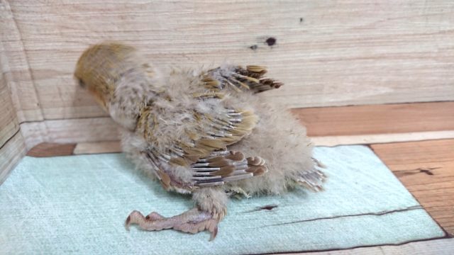 コザクラインコ（小桜インコ）