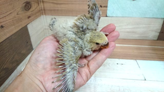 コザクラインコ（小桜インコ）