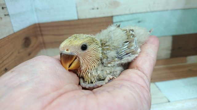 コザクラインコ（小桜インコ）