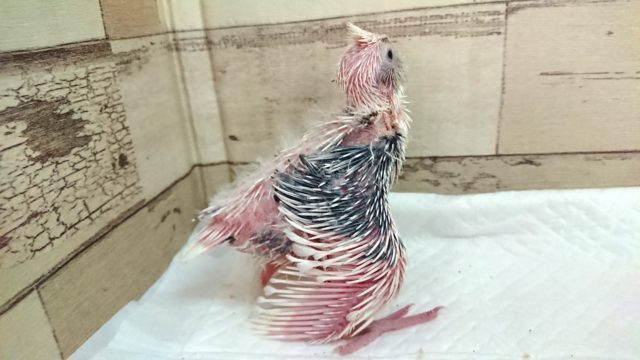オカメインコ