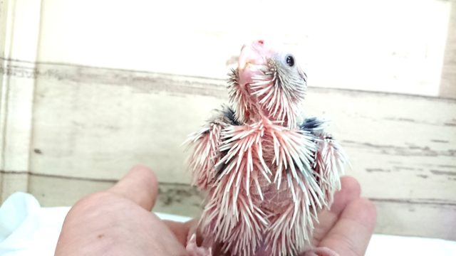 オカメインコ