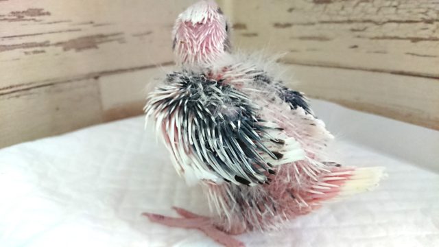 オカメインコ