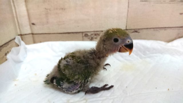 コザクラインコ（小桜インコ）