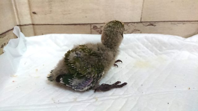 コザクラインコ（小桜インコ）