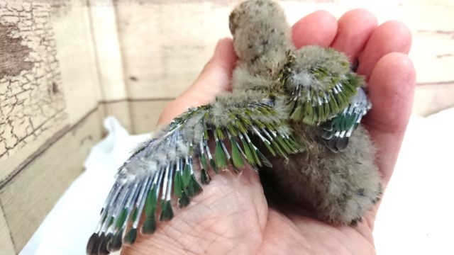 コザクラインコ（小桜インコ）