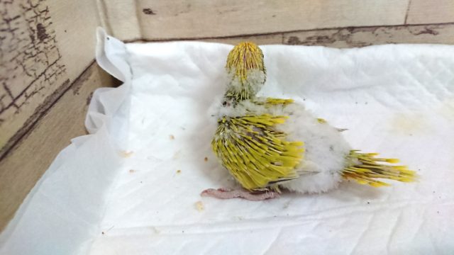 セキセイインコ