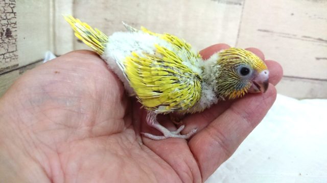 セキセイインコ