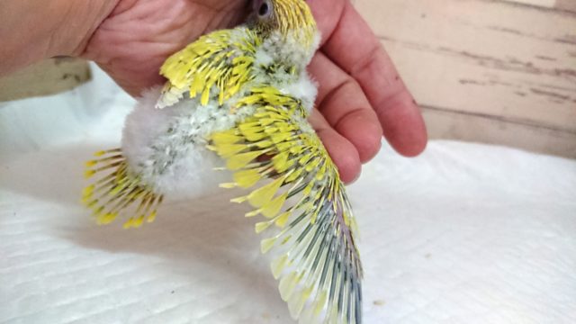 セキセイインコ