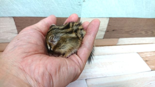 シマリス（ノーマル）