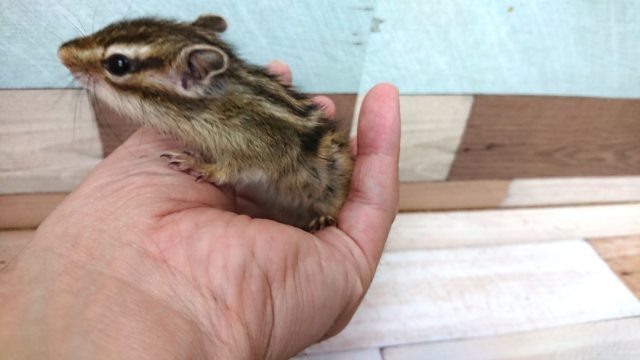 シマリス（ノーマル）