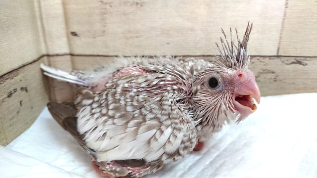 オカメインコ