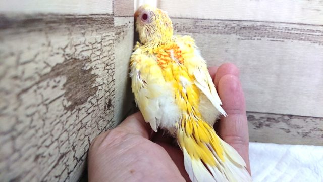 ビセイインコ（美声インコ）