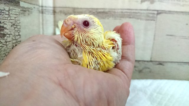 ビセイインコ（美声インコ）