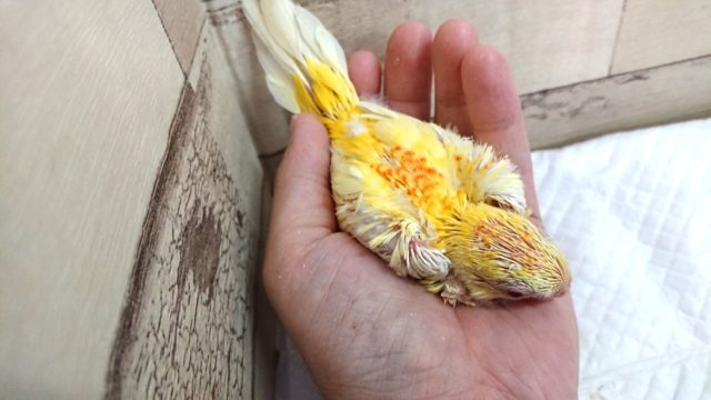 ビセイインコ（美声インコ）