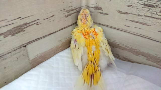 ビセイインコ（美声インコ）