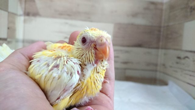 ビセイインコ（美声インコ）