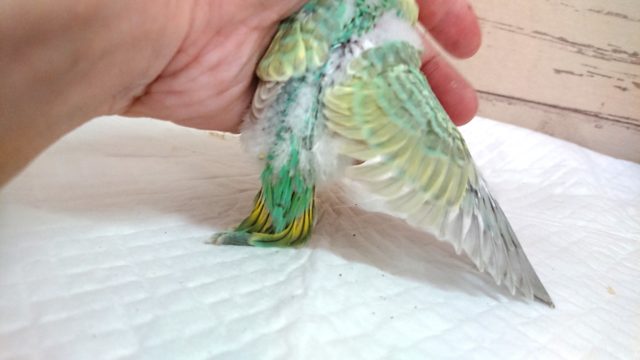 セキセイインコ