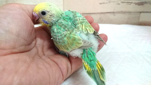 セキセイインコ