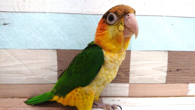動画あり! まさか、できるとは。。☆シロハラインコ〜〜 シロハラインコ