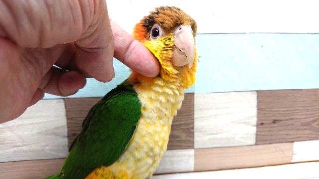 動画あり! まさか、できるとは。。☆シロハラインコ〜〜 シロハラインコ