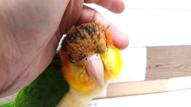 動画あり! まさか、できるとは。。☆シロハラインコ〜〜 シロハラインコ