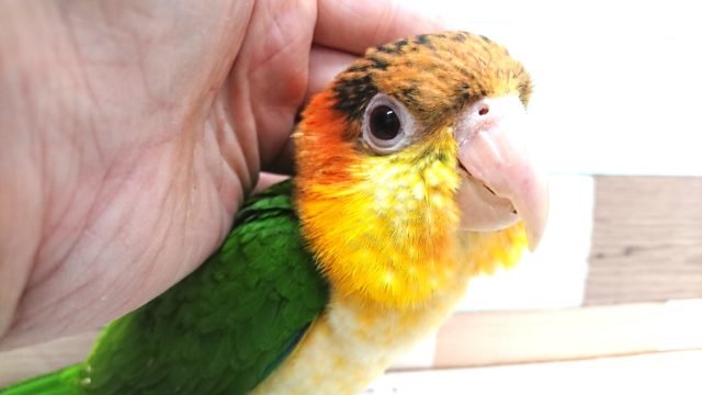 動画あり! まさか、できるとは。。☆シロハラインコ〜〜 シロハラインコ