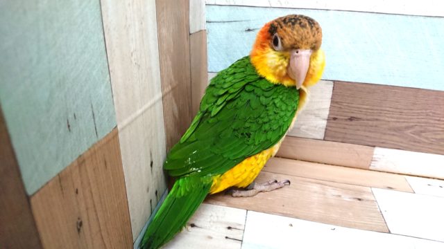 動画あり! まさか、できるとは。。☆シロハラインコ〜〜 シロハラインコ