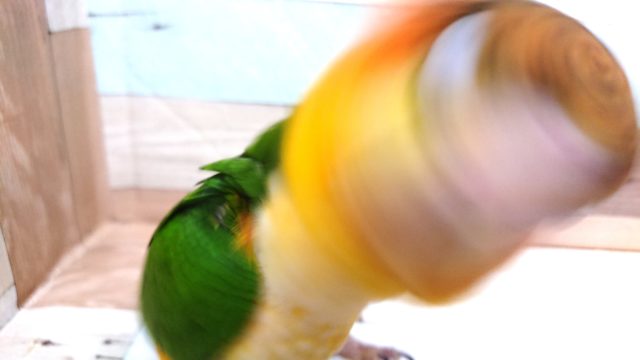 動画あり! まさか、できるとは。。☆シロハラインコ〜〜 シロハラインコ