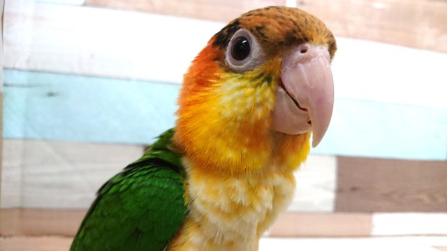 動画あり! まさか、できるとは。。☆シロハラインコ〜〜 シロハラインコ
