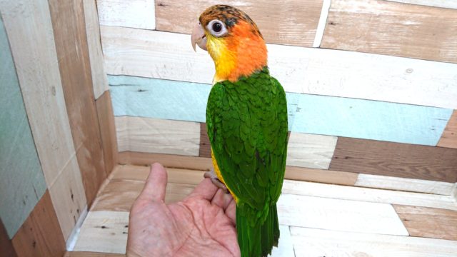 動画あり! まさか、できるとは。。☆シロハラインコ〜〜 シロハラインコ