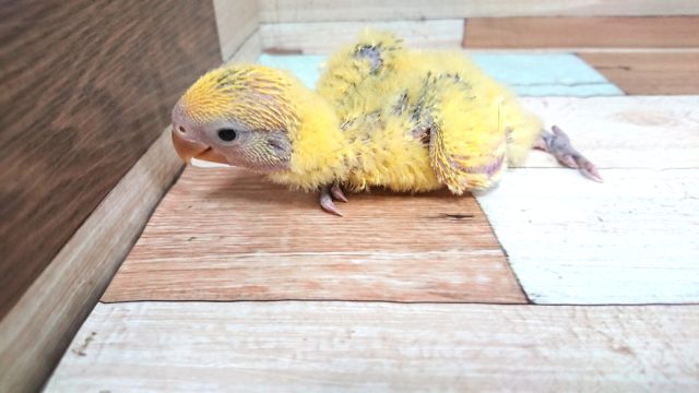 コザクラインコ（小桜インコ）
