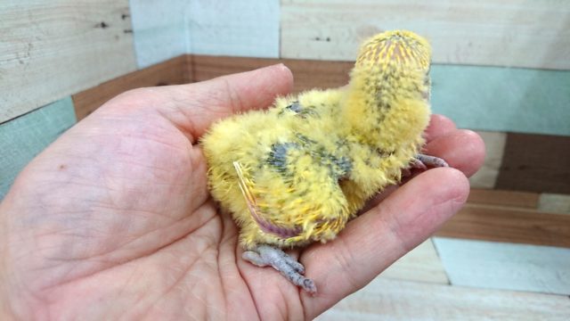 コザクラインコ（小桜インコ）