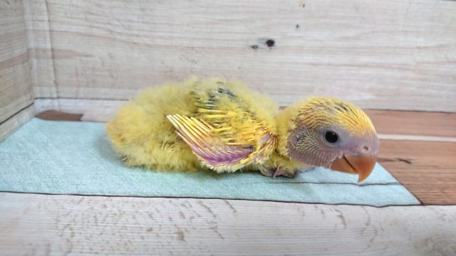 黄色の綿毛☆コザクラインコ オパーリン~~ コザクラインコ(小桜インコ)