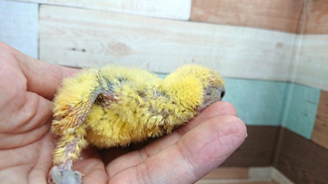 コザクラインコ（小桜インコ）