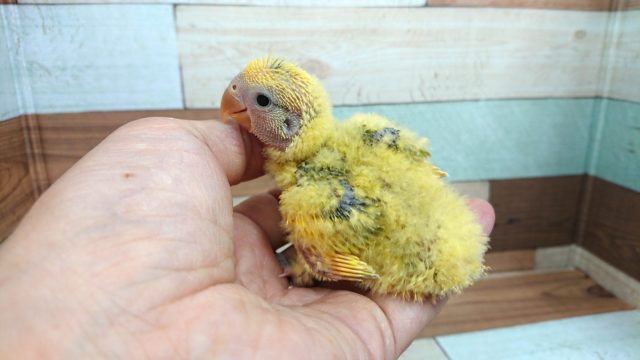 コザクラインコ（小桜インコ）