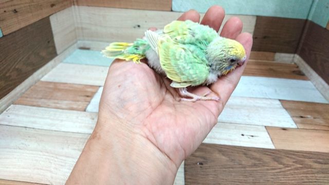 セキセイインコ