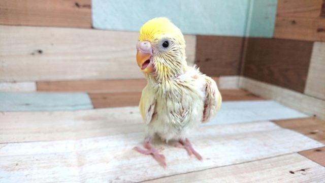 セキセイインコ