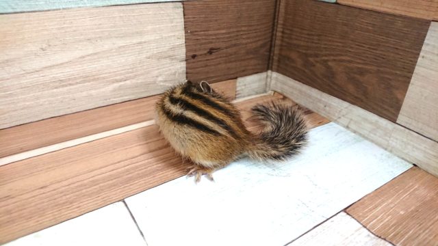 シマリス（ノーマル）