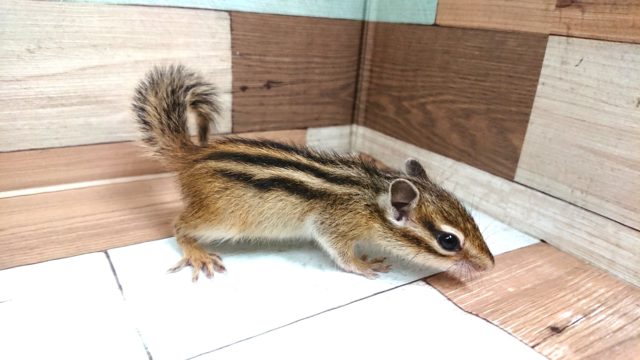 シマリス（ノーマル）