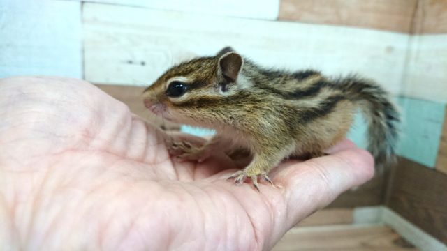 シマリス（ノーマル）