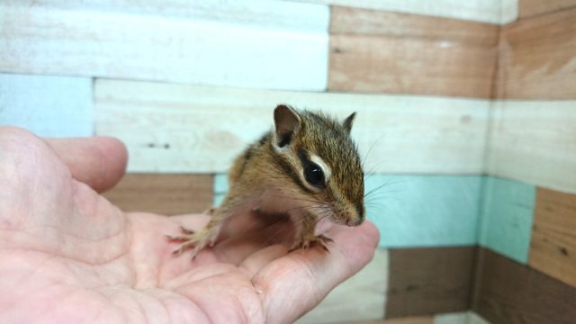 シマリス（ノーマル）