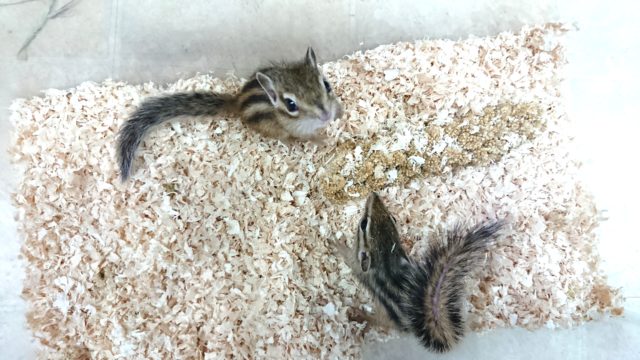 シマリス（ノーマル）