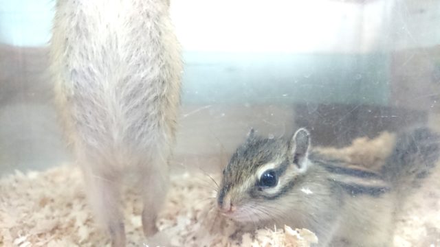 シマリス（ノーマル）