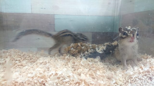 シマリス（ノーマル）