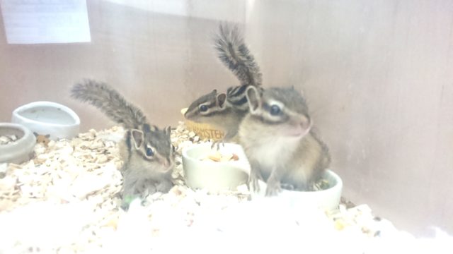 シマリス（ノーマル）