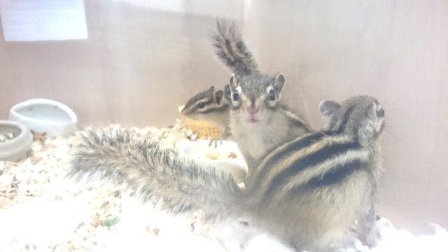 シマリス（ノーマル）