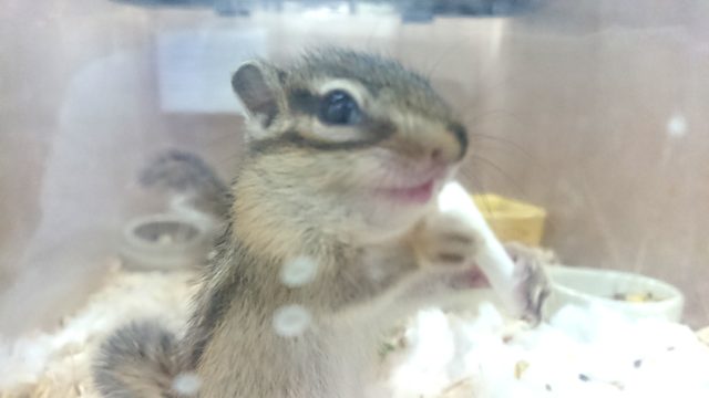 シマリス（ノーマル）