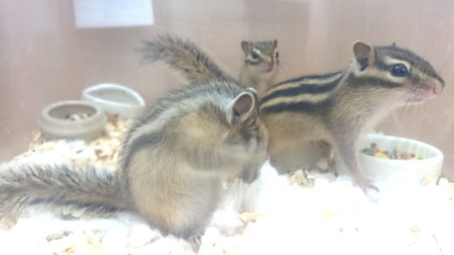 シマリス（ノーマル）