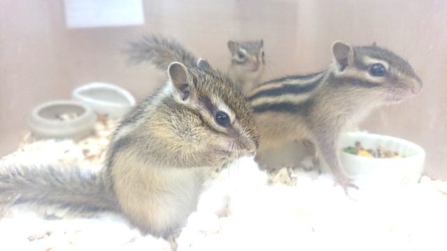 シマリス（ノーマル）