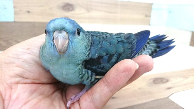 サザナミインコ